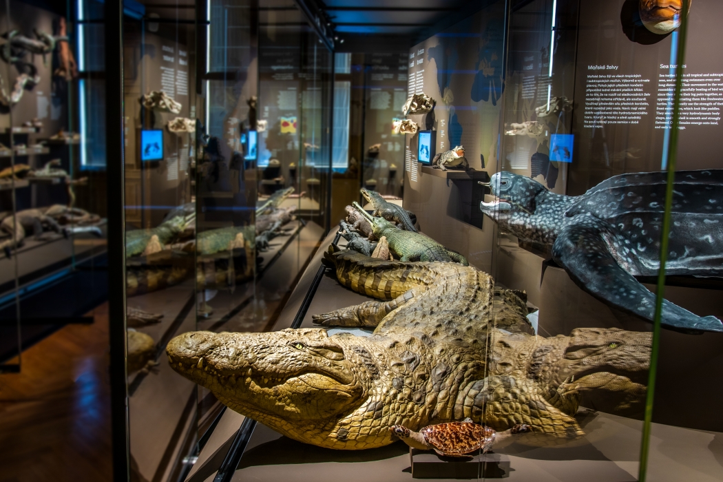 Czech National Museum - The Miracles of Evolution